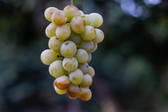 Slow Wine & Tartufo Gelato Tasting Experience - The Sweet Finish: Tartufo Gelato