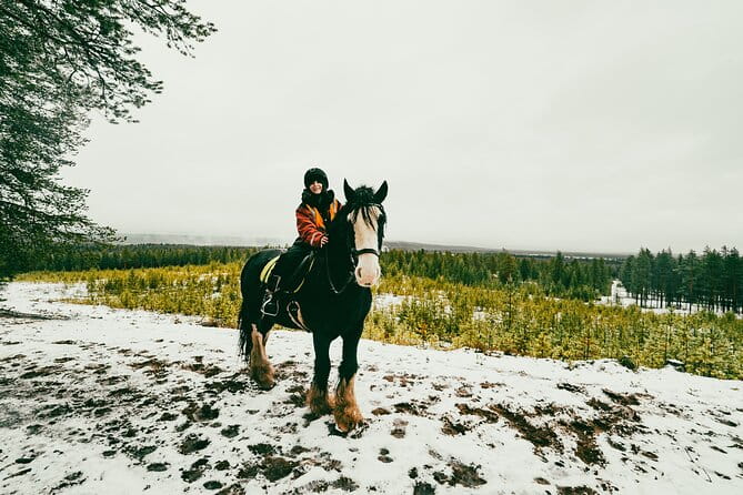 Small-Group Arctic Circle Horse Riding from Rovaniemi - What to Expect at the Welcome and Meeting Point