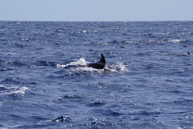 Small Group Dolphin Sunset Tour on Electric Sailing Boat Denia - Price and Value: Is It Worth the Cost?