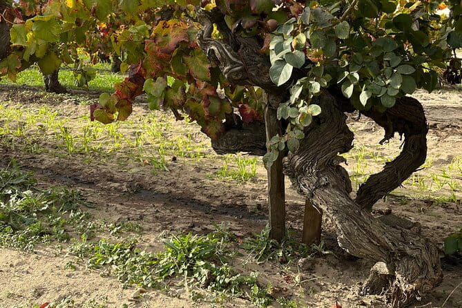 Small group half day Camargue and rosé wine tour from Montpellier - Price and Logistics: Worth the Investment?