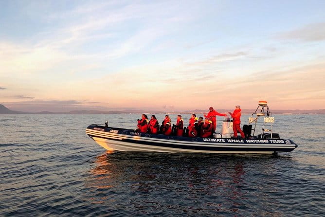 Small-group Whale Watching in the Midnight Sun from Reykjavík - The Experience: What You’ll See and Do