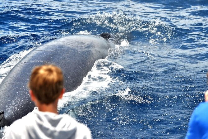 Spirit of the Sea: Cetacean sighting in Gran Canaria - FAQ