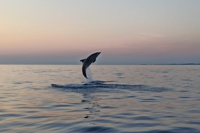 Sunrise Dolphins & Fishermen at Work speedboat tour in Rovinj - What to Expect During the Tour
