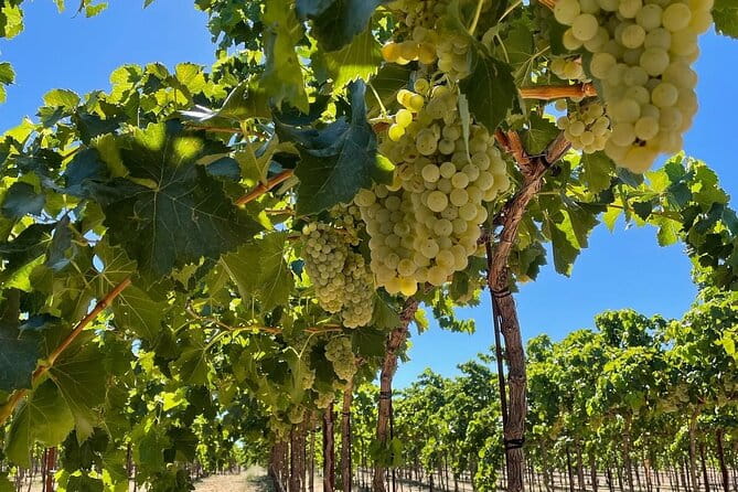 Sunset among Vineyards with Tasting in Alicante (min 6-12 people) - Tasting at Sunset: Wines, Cheeses, and Country Picnic