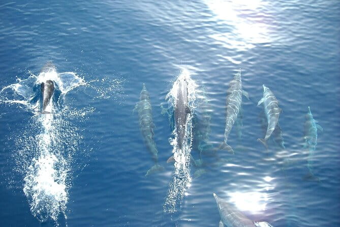 Sunset Dolphin Watching Boat Tour from Vrsar - An In-Depth Look at the Vrsar Sunset Dolphin Watching Experience