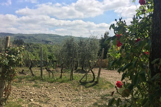 Sunset VIP Chianti wine tour - Who This Tour Is Best For