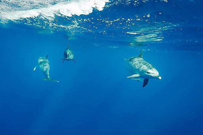 Swim with Dolphins in the Azores - FAQ