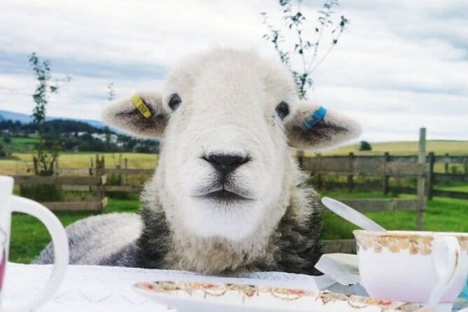 Tea with Naughty Sheep - A Personal Look at the Experience