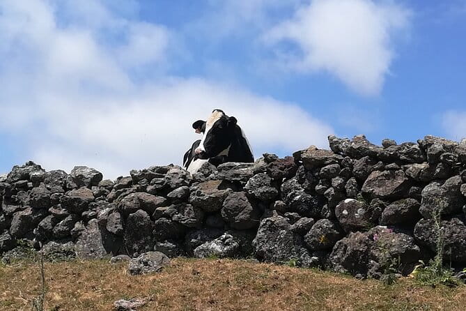 Terceira Island Transfers | Azores - Who Will Benefit Most?