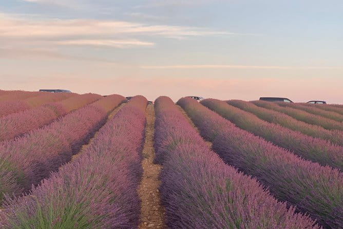 The Lavender tour from marseille or aix en provence - Transportation and Timing: Why They Matter