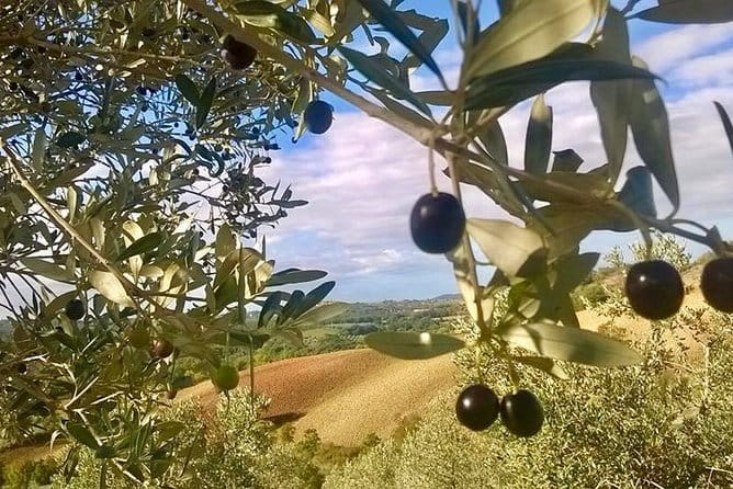 The Maremma - Wine and Gastronomy in Maremma