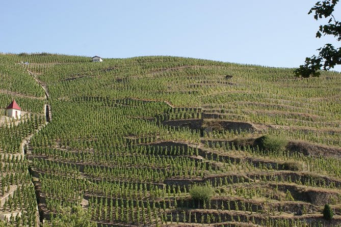 The Original Syrah Wine Tour (2:00 pm - 6:30 pm) - Small Group Tour from Lyon - What’s Great About This Tour