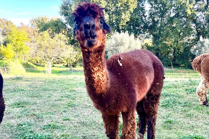 Tour of the Alpacas and the pigs of Cinta Senese in Montepulciano - Practical Details: What to Expect and Why It Matters