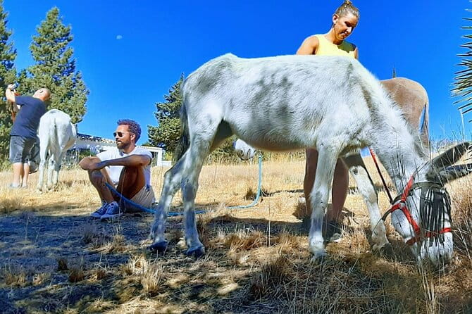 Tour the Sanctuary and Walk with the Donkeys and Share their Love - FAQs