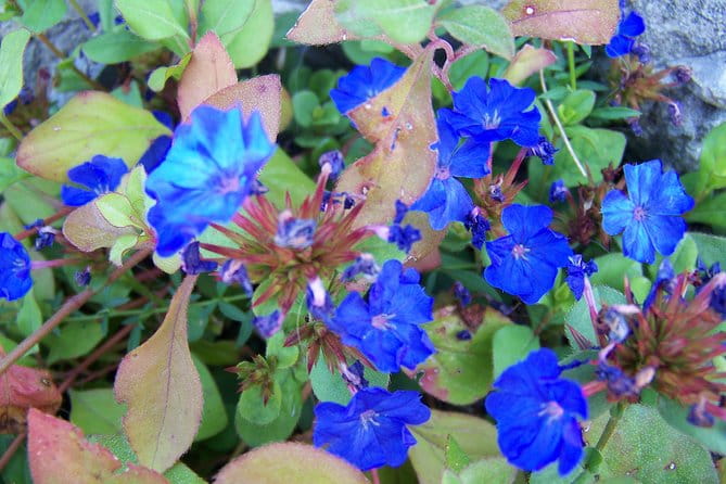 Varenna on the Como Lake, the Villa Monastero and the Patriarch's Greenway path - What Travelers Should Know Before Booking