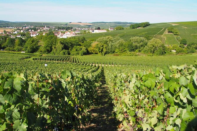 Vineyard Walking Tour & 5 Champagnes Tasting - Practical Tips for Your Visit