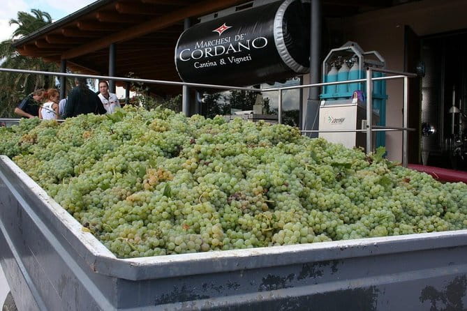 Visit the Marchesi de Cordano winery and taste its wines - The Taste Test: What Wines and Food Can You Expect?