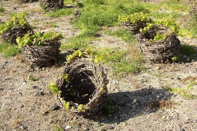 Visit to a Wine Museum and Wine Tasting in Santorini - FAQ