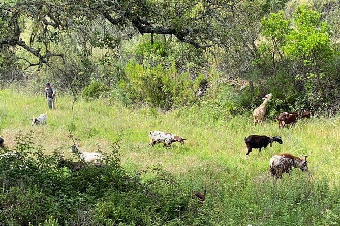 Walk in the Hills with Goat Herder-Local Honey, Wine and Cheese Tasting - Who Will Love This Experience?