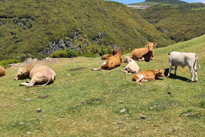 West of Madeira Private Half-Day Tour - Why This Tour Is a Solid Choice