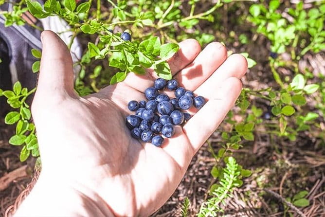 Wild Berries and Mushroom picking tour - FAQ