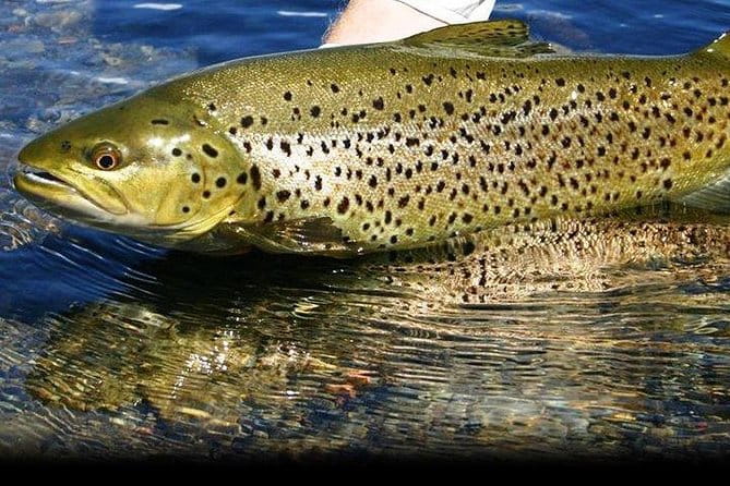 Wild Brown Trout fishing. Lough Corrib. French speaking Ghillie/Guide. Full day. - Who Should Book This Experience?
