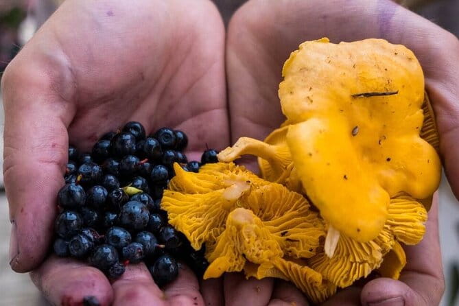 Wild Forest Berries and Mushrooms Picking Tour - What’s Included and What to Bring