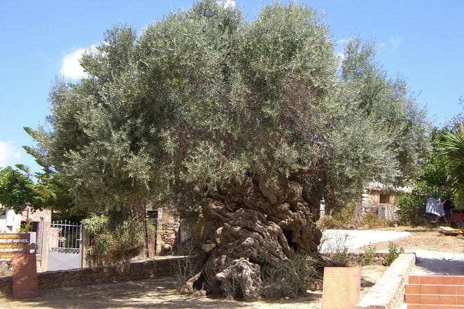 Wine, Beer, Olive Oil Tasting Private Tour (price per group of 6) - Final Thoughts: Worth the Investment for Curious Travelers