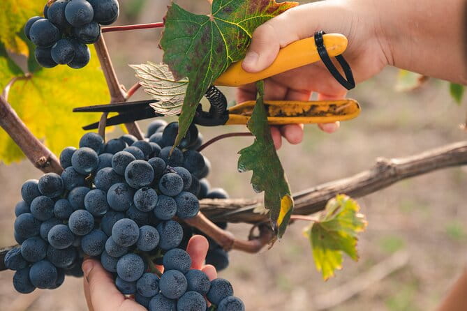 Wine Tasting and Winery Tour in Vesuvio National Park with Lunch - Final Thoughts: Who Should Consider This Tour?