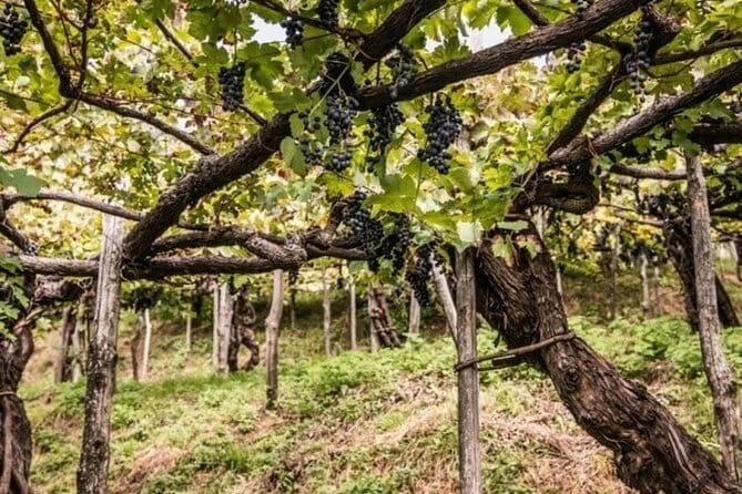 Wine tasting at the Apicella winery - Practical Tips