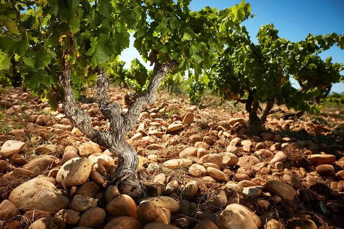 Wine Tasting Tour at Châteauneuf du Pape - Deep Dive into Itinerary