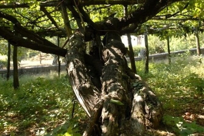 Wine Tour (lunch included) - Practical Tips