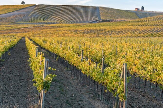 Wine Tuk Tour Siena - Is It Worth the Price?