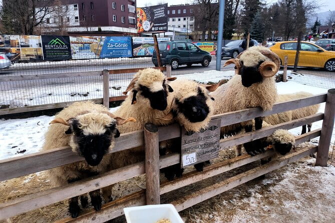 Zakopane & Thermal springs with private driver - Detailed Tour Breakdown