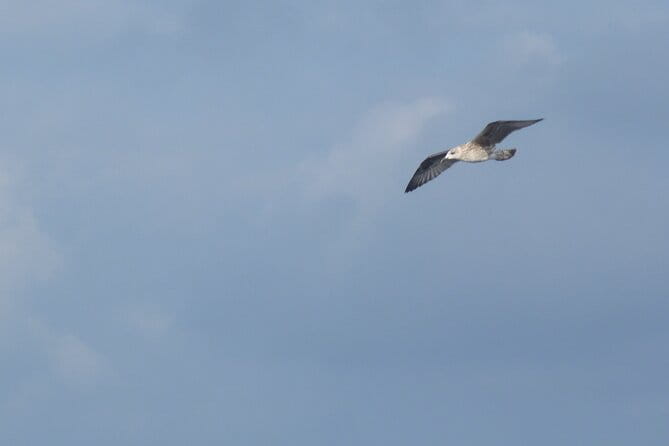 2-Day Excursion to the Columbretes Islands by Sailboat - Practical Aspects and What You Need to Know