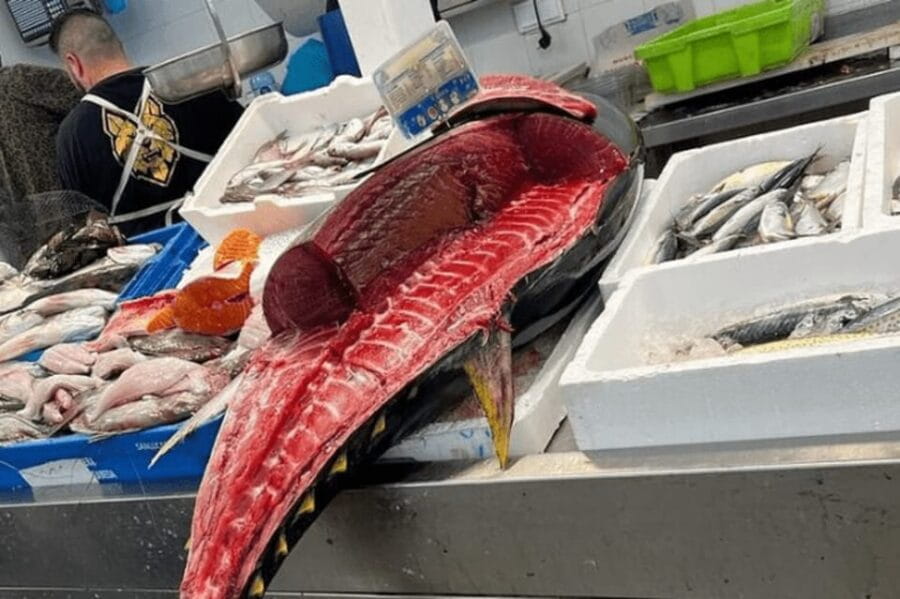 2 Hours Private Historical Tour in Cadiz - Final Thoughts: Is it Worth It?