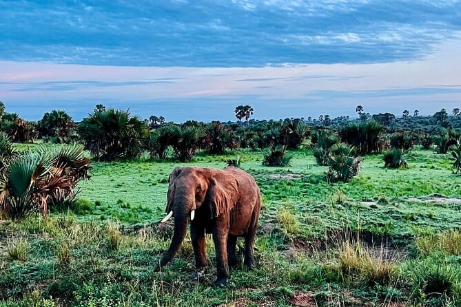 3 Days Murchison Falls National Park Safari & Rhino tracking - The Practicalities: Transportation, Accommodation, and Meals