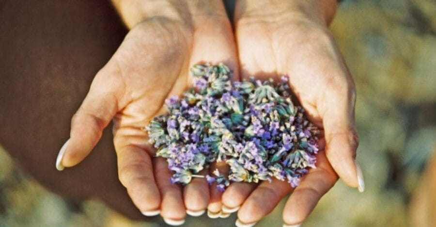 3-Hour Lavender Tour from Hvar - Who Should Consider This Tour?