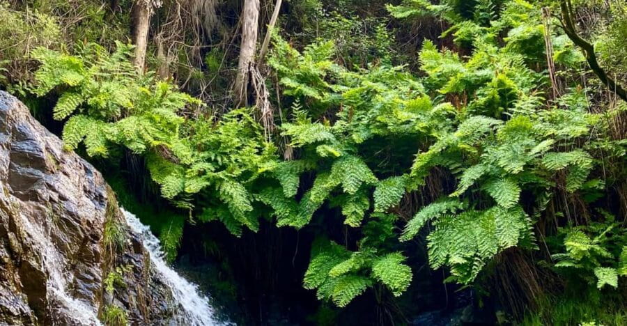 30 minutes from Porto: Waterfalls, Hiking and Picnic - Scenic Drive and Starting Point at Henrique Silva