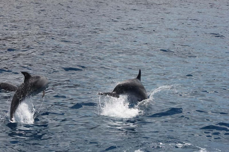 3H Shared Barrier-Free Cruise with Turtles Dolphins & Whales - Setting Out on a Barrier-Free Marine Adventure in Tenerife