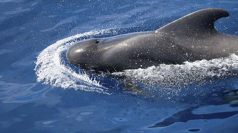 3h Whale Watching Share Tour Beneteau Oceanis 440 - Price and Value: Is It Worth It?