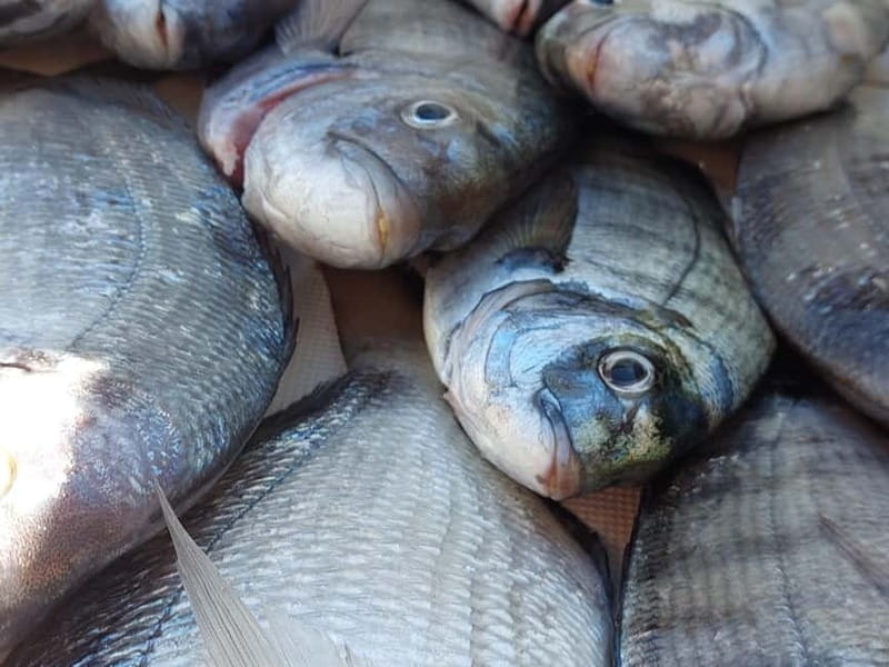 4-hour FISHING DAY by BOAT departing from Hondarribia - Price and Logistics