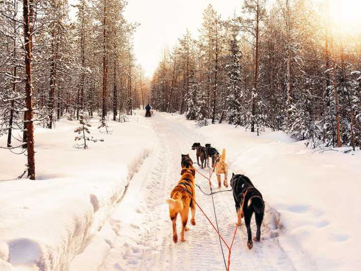 4hr Dog Sledding Trip on Finnmarksvidda - Final Thoughts: The Practicality and Magic of Finnmarksvidda Dog Sledding