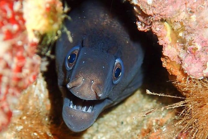 6 Diving Sites Scuba Diving Package in Gran Canaria - Who Should Consider This Dive Package?