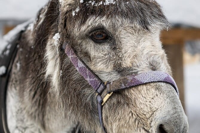 8-10km Husky Ride in the Taiga and Visit other farm animals - Dashing Through the Snow: The Husky Sled Ride
