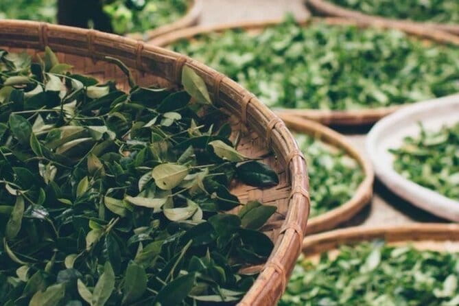90minutes Tea Preparation and Tasting Experience in Como - Who Will Love This Experience?