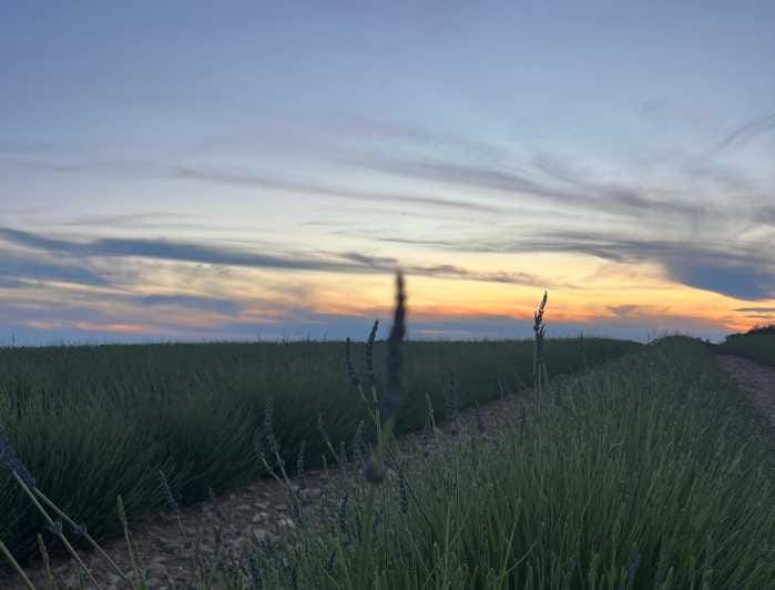 A provençal picnic at sunset in the lavender fields - The Heart of the Tour: Visiting Angelvin Lavender Factory