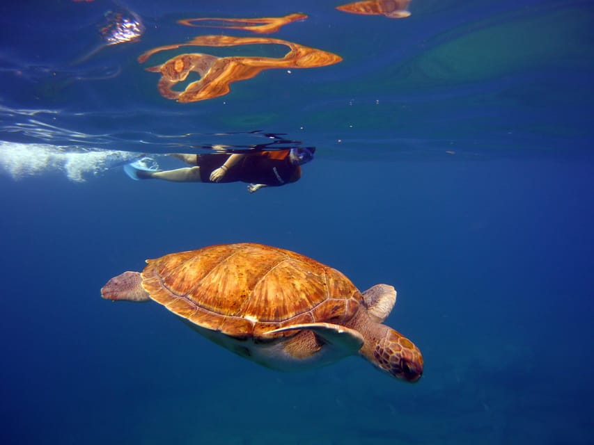 Abades: Paddle Surf and Snorkel with Turtles in a Volcanic Reef - Pricing and What’s Included