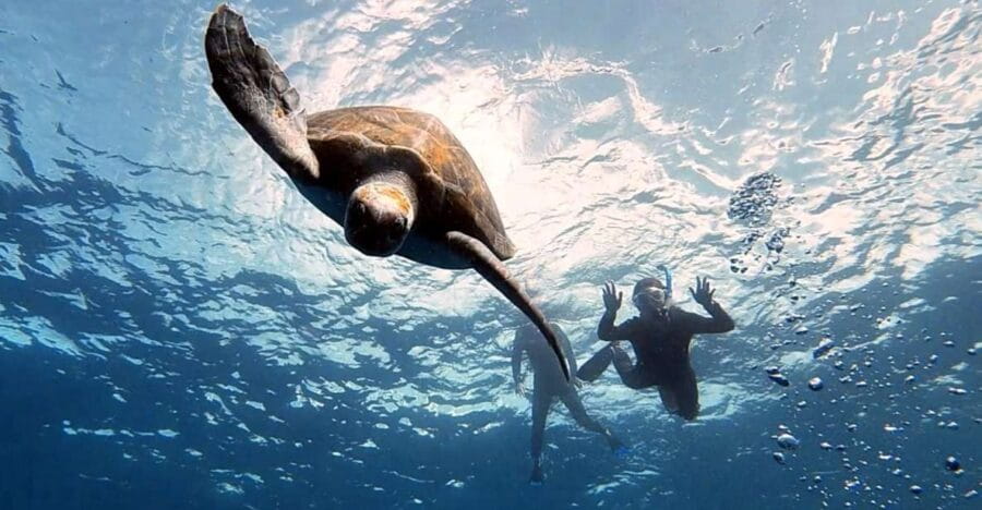 Abades: Tenerife Turtles and Rays Snorkeling Trip - What to Expect on the Snorkeling Trip