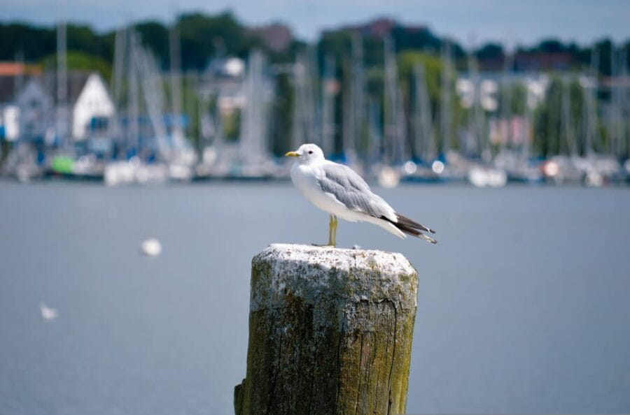 About Vikings, kings and cheeky monks (Medieval Schleswig) - FAQ